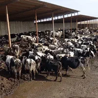 کودکهنه پوسیده گاوی و گوسفندی سوخته نرم|خدمات باغبانی و درختکاری|ماهدشت, |دیوار