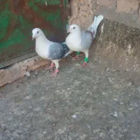 نروماده پشت کویتی به ضمانت تخم وجوجه
