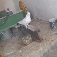 کفتر|پرنده|قم, باغ شازده|دیوار