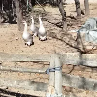 قوغاز خاکستری نر|حیوانات مزرعه|رزن, |دیوار