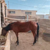 اسب دره شوری