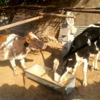 گاو دورگه|حیوانات مزرعه|مسجد سلیمان, |دیوار