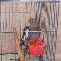 جوجه عروس هلندی ماده