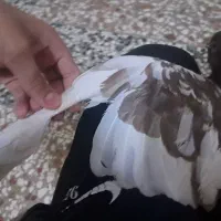 کبوتر|پرنده|مشهد, امیرآباد|دیوار