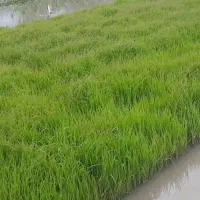 ۸۰عددنشائ علی کاظمی