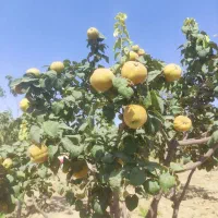 ۸۵۰ متر باغ با سند و مجوز
