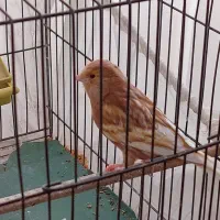 یک جفت فائو|پرنده|فشم, |دیوار