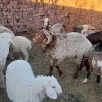 گوسفندد.بره