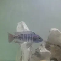 ماهی سیچلاید سالم و غذاخور و سرحال