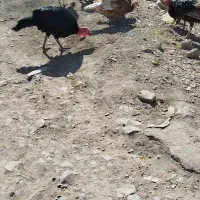 فروش بوقلمون