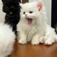 گربه پرشین / بریتیش / اسکاتیش فسقلی|گربه|رشت, دیلمان|دیوار