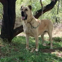 سگ سرابی|سگ|قزوین, |دیوار