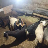 7بزو5بزغاله