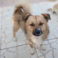 سگ نر