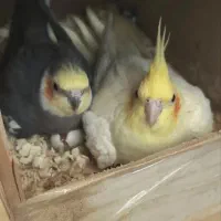 پرنده عروس هلندی سخنگو