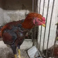 خروس لاری ۷ماهه|پرنده|همدان, |دیوار