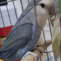 کوتوله برزیلی