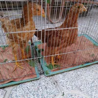 یک عدد مرغ و یک عدد خروس محلی