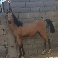 کره نریون