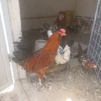خروس گلین