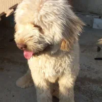 برفی شیتزو|سگ|گرگان, |دیوار