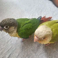 یک جفت گرینچیک