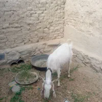 بز ماده