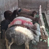 ۹ عدد بره نر و ماده