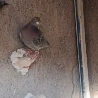 کفتر آلمانی و دورگ|پرنده|مشهد, باغ فراگرد|دیوار