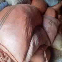 کاه|لوازم جانبی حیوانات|گالیکش, |دیوار