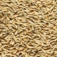 جو بوجاری آبی کردستان