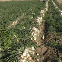 گروه پیاز کنی 12نفره باقیمت مناسب