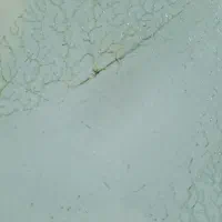 کارت ملی پیدا شده