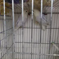 طوطی برزیلی وایت فیس|پرنده|شیراز, محراب|دیوار