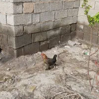 مرغ پاکوتاه تخم گذار معاوضه با مرغ کرچ