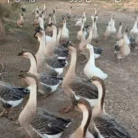 فروش خرید اردک غاز خروس ومرغ