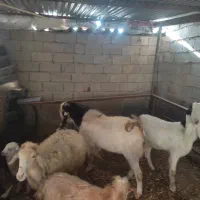 بز پاکستان وبزغاله گوسفند بره دار