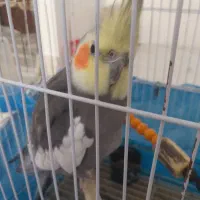 عروس هلندی