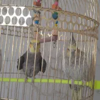 عروس هلندی سخن گو