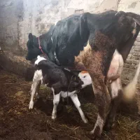 گاوشیری شکم دوم ۶دندان شیر۲۰ک با گوساله نر