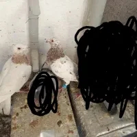 فروش تعداد 4کفتر  وجفتگاه 4جفتی