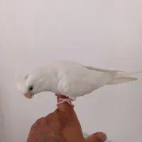 عروس هلندی البینو فول دستی|پرنده|دیلم, |دیوار