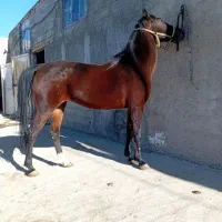 مادیان|اسب و تجهیزات اسب‌سواری|قیدار, |دیوار