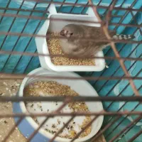 ۱ دانه جوجه فنچ|پرنده|بیجار, |دیوار