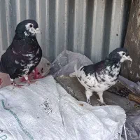 نرما ده شیرازی