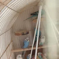 پرنده|پرنده|سردشت, |دیوار