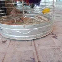 پرنده  قناری|پرنده|شهرکرد, |دیوار