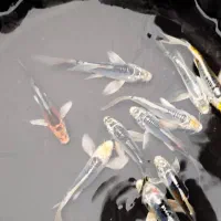 ماهی کوی آکواریومی|ماهی|شهرکرد, |دیوار