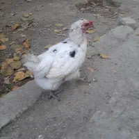 ۴ عدد مرغ رسمی