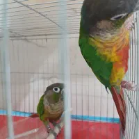 جفت گرینچیک مولد به شرط تخم و جوجه